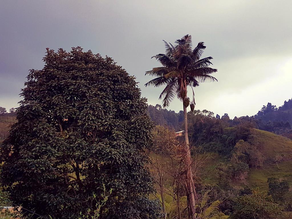 Mirador De Los Cedros Salento Ngoại thất bức ảnh